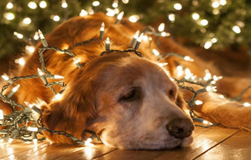 dogs_christmas_lights_elina-bounia-ingolden.gr