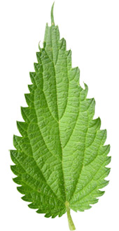 Nettle-Leaf-rotated.pngtsouknida-dealway.ge-ingolden.gr