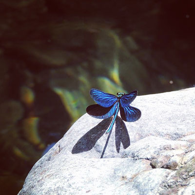 Οι διακοπές μιας μπλε πεταλούδας!