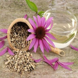 Echinacea-Tea-ingolden.gr