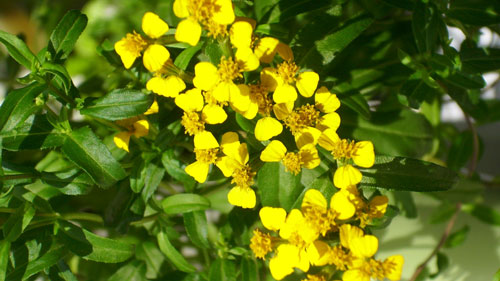 estragon-Artemisia-dracunculus-ingolden.gr-dealway.gr