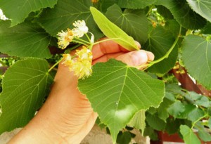 tilio-i-flamouri-votana-tsai-inGolden.gr-tea.anthoi.fylla