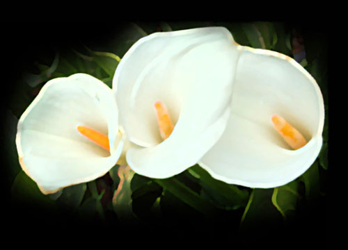 louloudia-ti-symvolizoyn-Krino-ingolden.gr