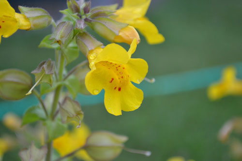 anthoiamata-bach-mimulus-ingolden.gr