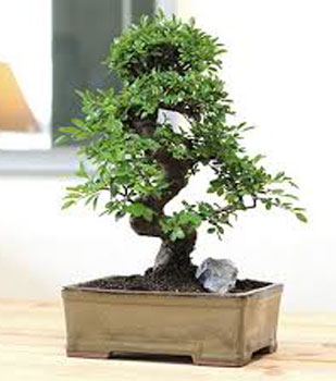 fyta-kai-louloudia-pou-fernoun-tyxh-bonsai-ingolden.gr