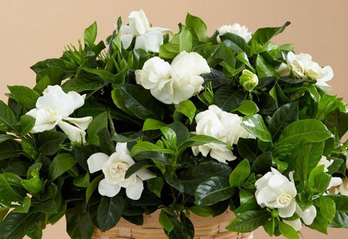 gardenia-to-evodiasto-fyto4-ingolden-gr