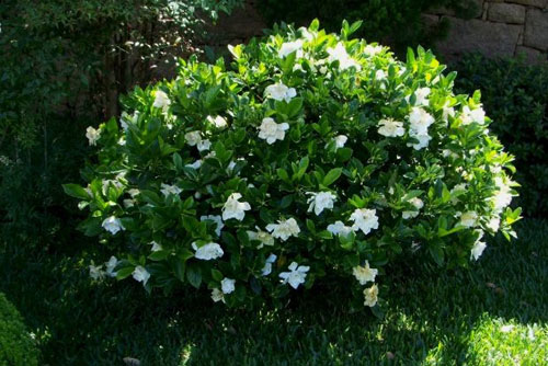 gardenia-to-evodiasto-fyto8-ingolden-gr