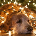 dogs_christmas_lights_elina-bounia-ingolden.gr