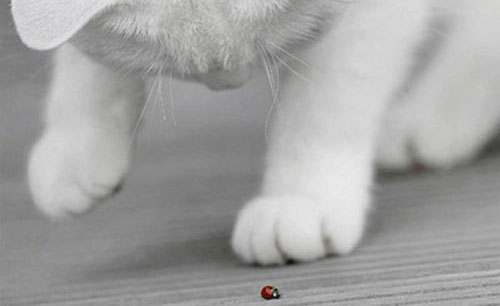 gine-tyxeros-doyleia-tyxi-quote-dealway.gr-ingolden.gr_